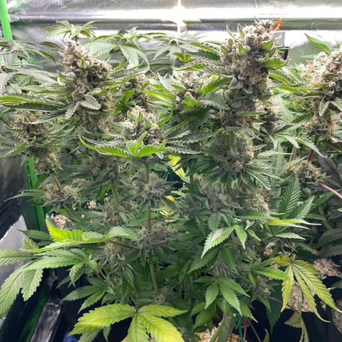 Purple Zkittlez #2 by KilliczGe growlog timeline photo