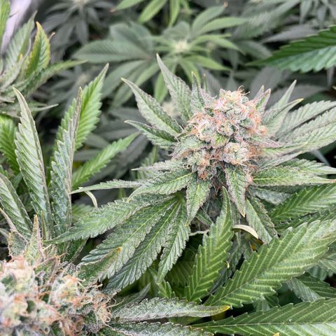 Purple Zkittlez #2 by KilliczGe growlog timeline photo