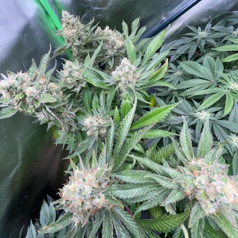 Purple Zkittlez #2 by KilliczGe growlog timeline photo