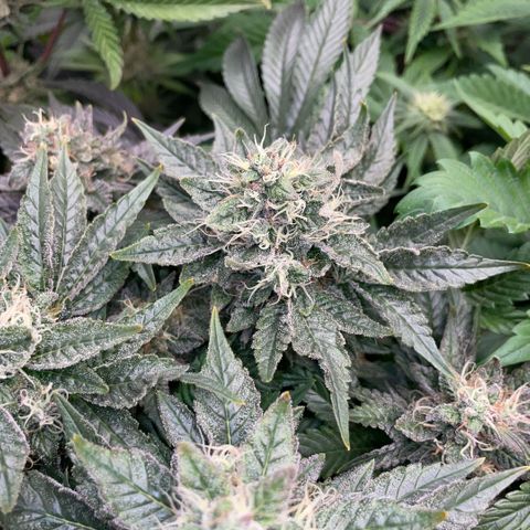Big Bud by KilliczGe growlog timeline photo