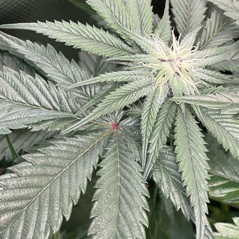 Dante’s Inferno - Mile High Dave by KilliczGe growlog timeline photo