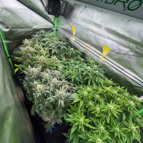 Purple Zkittlez #2 by KilliczGe growlog timeline photo