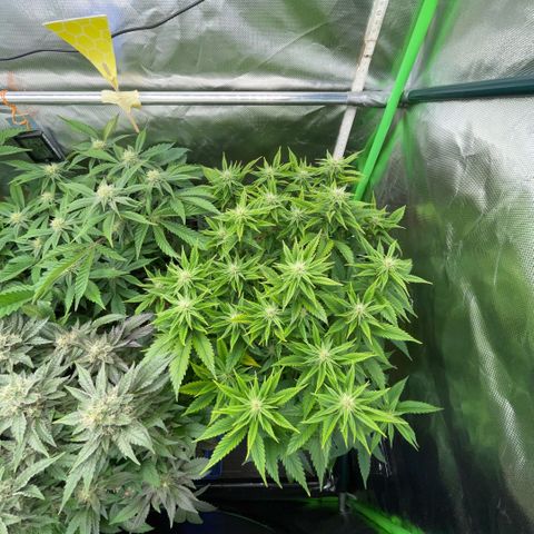 Tangerine Dream Clon #1 by KilliczGe growlog timeline photo