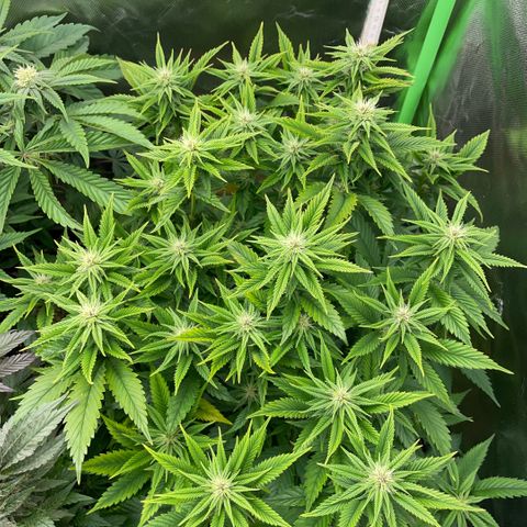 Tangerine Dream Clon #1 by KilliczGe growlog timeline photo