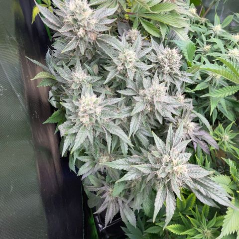 Big Bud by KilliczGe growlog timeline photo