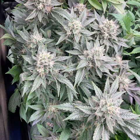 Big Bud by KilliczGe growlog timeline photo