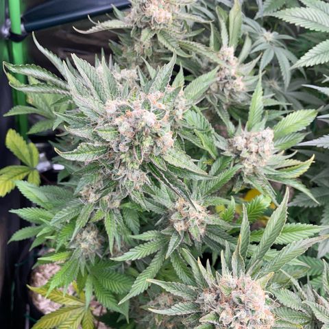 Purple Zkittlez #2 by KilliczGe growlog timeline photo