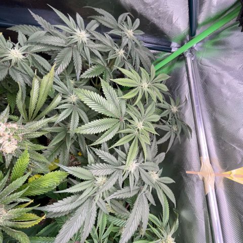 Dante’s Inferno - Mile High Dave by KilliczGe growlog timeline photo