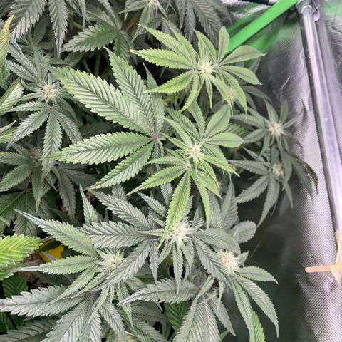 Dante’s Inferno - Mile High Dave by KilliczGe growlog timeline photo