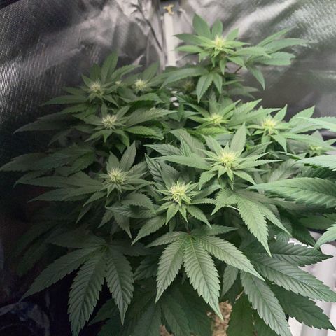 Big Bud 1 Klon 1 by KilliczGe growlog timeline photo