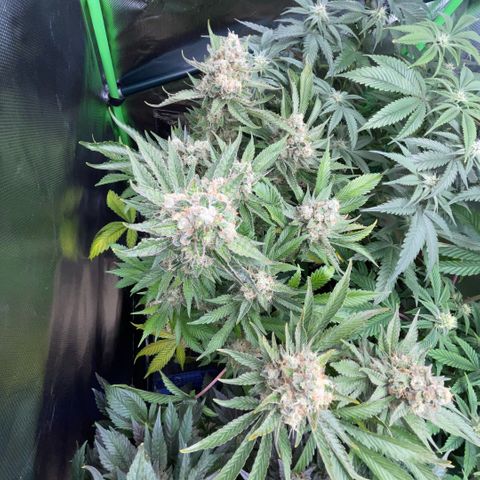 Purple Zkittlez #2 by KilliczGe growlog timeline photo