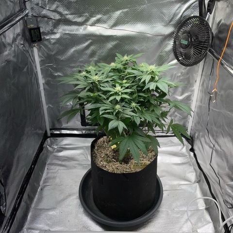 Big Bud 1 Klon 1 by KilliczGe growlog timeline photo