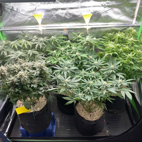 Dante’s Inferno - Mile High Dave by KilliczGe growlog timeline photo