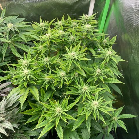 Tangerine Dream Clon #1 by KilliczGe growlog timeline photo