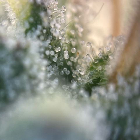 Big Bud by KilliczGe growlog timeline photo