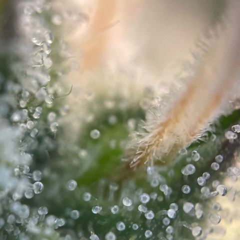 Big Bud by KilliczGe growlog timeline photo