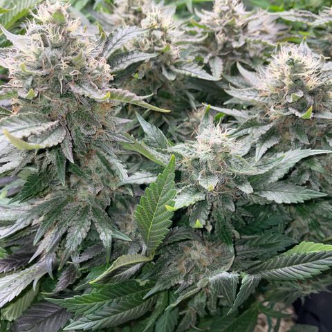 Big Bud by KilliczGe growlog timeline photo