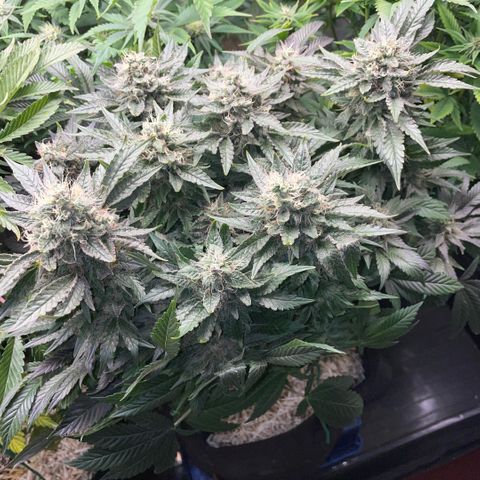Big Bud by KilliczGe growlog timeline photo
