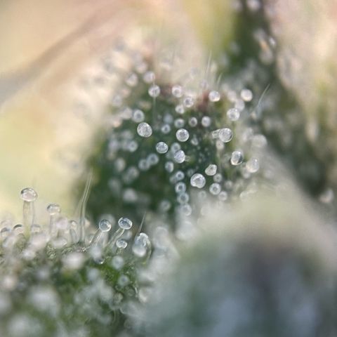 Big Bud by KilliczGe growlog timeline photo
