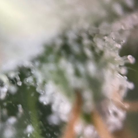 Big Bud by KilliczGe growlog timeline photo
