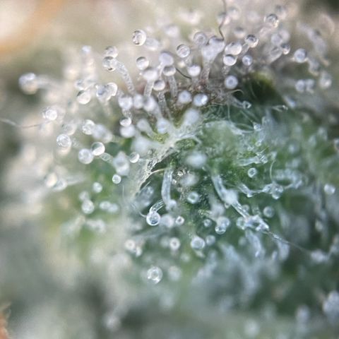 Purple Zkittlez #2 by KilliczGe growlog timeline photo