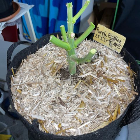 Purple Zkittlez #2 by KilliczGe growlog timeline photo