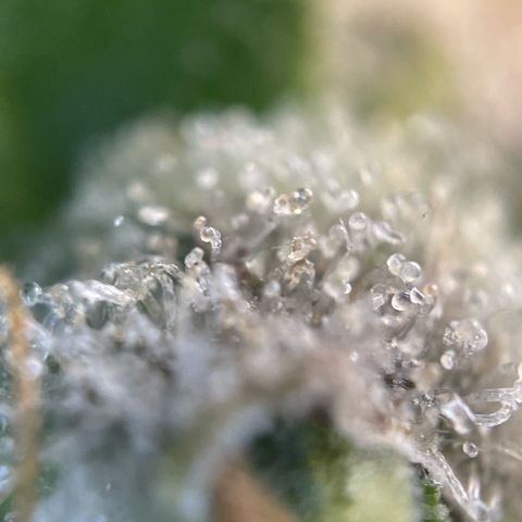 Purple Zkittlez #2 by KilliczGe growlog timeline photo