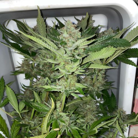 Purple Zkittlez #2 by KilliczGe growlog timeline photo