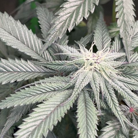 Dante’s Inferno - Mile High Dave by KilliczGe growlog timeline photo