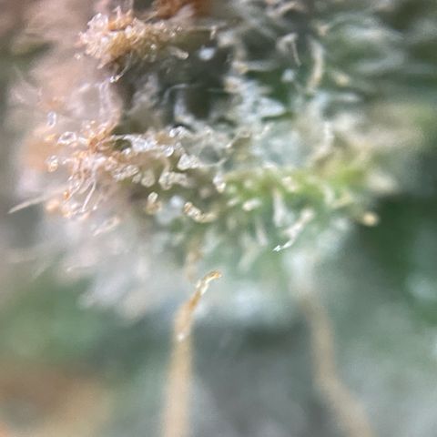 Purple Zkittlez #2 by KilliczGe growlog timeline photo