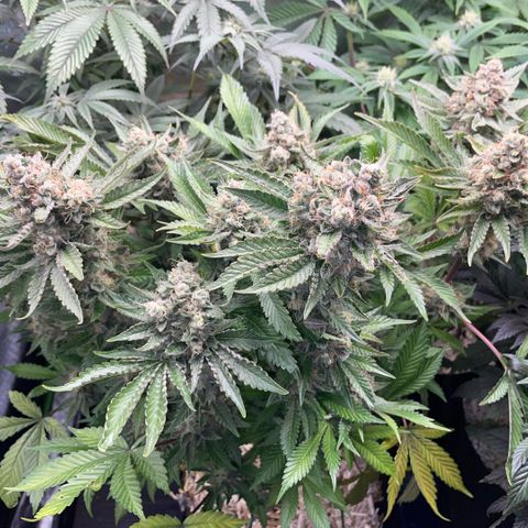 Purple Zkittlez #2 by KilliczGe growlog timeline photo