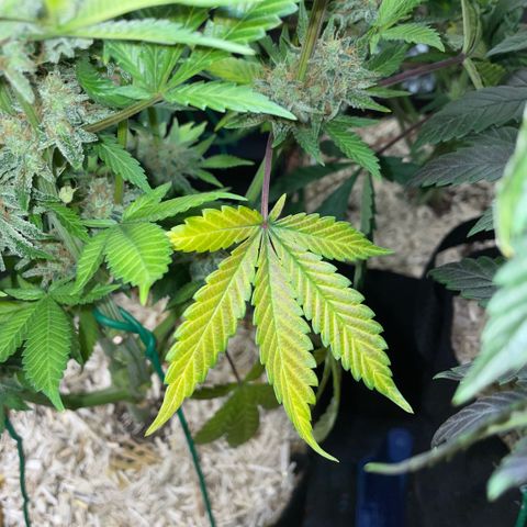 Purple Zkittlez #2 by KilliczGe growlog timeline photo