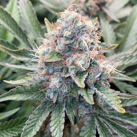 Purple Zkittlez #2 by KilliczGe growlog timeline photo