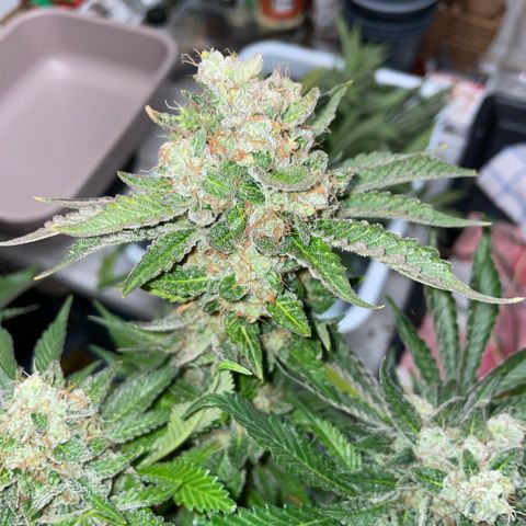 Purple Zkittlez #2 by KilliczGe growlog timeline photo