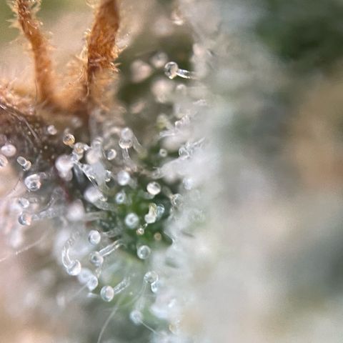 Purple Zkittlez #2 by KilliczGe growlog timeline photo