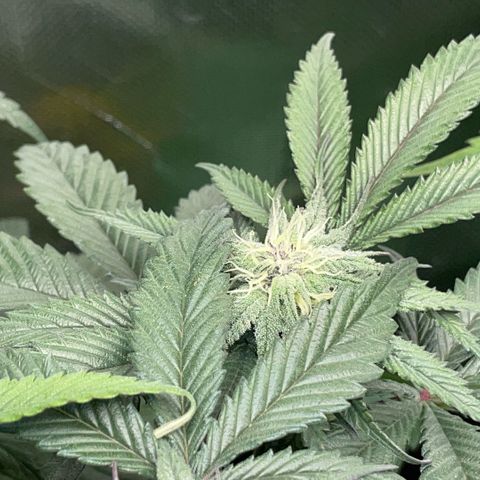 Dante’s Inferno - Mile High Dave by KilliczGe growlog timeline photo