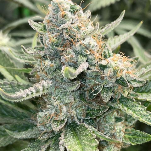 Purple Zkittlez #2 by KilliczGe growlog timeline photo