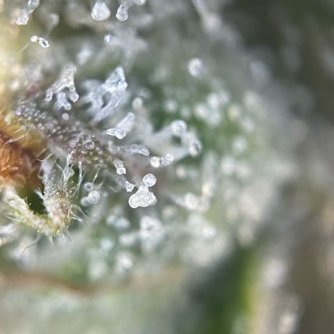 Purple Zkittlez #2 by KilliczGe growlog timeline photo