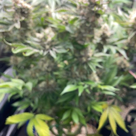 Purple Zkittlez #2 by KilliczGe growlog timeline photo