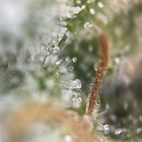 Purple Zkittlez #2 by KilliczGe growlog timeline photo