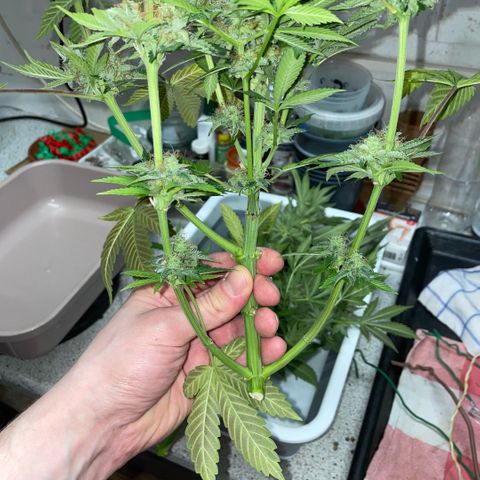 Purple Zkittlez #2 by KilliczGe growlog timeline photo