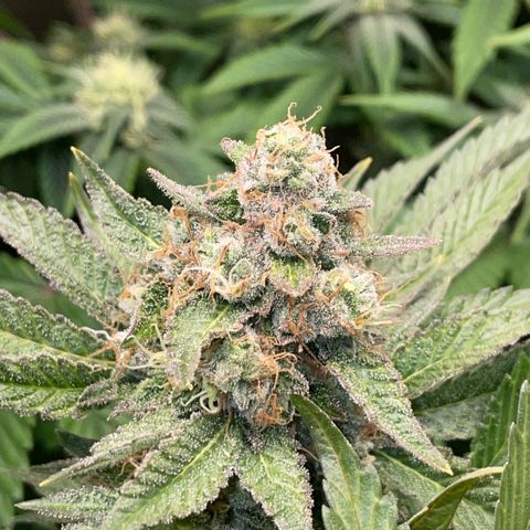 Purple Zkittlez #2 by KilliczGe growlog timeline photo