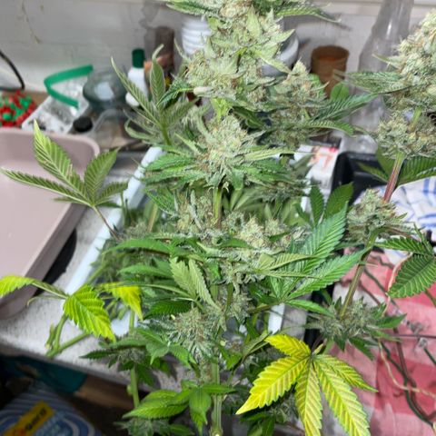 Purple Zkittlez #2 by KilliczGe growlog timeline photo