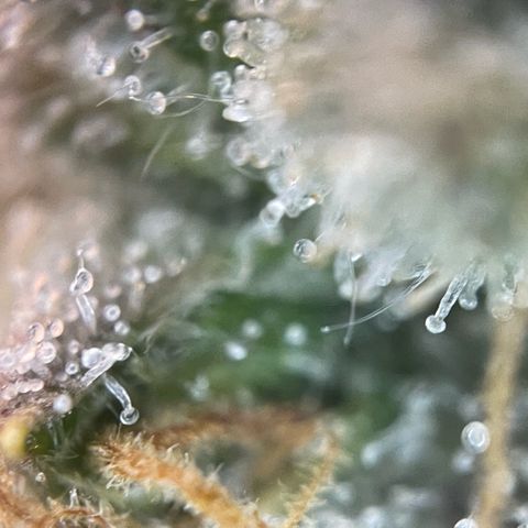 Purple Zkittlez #2 by KilliczGe growlog timeline photo