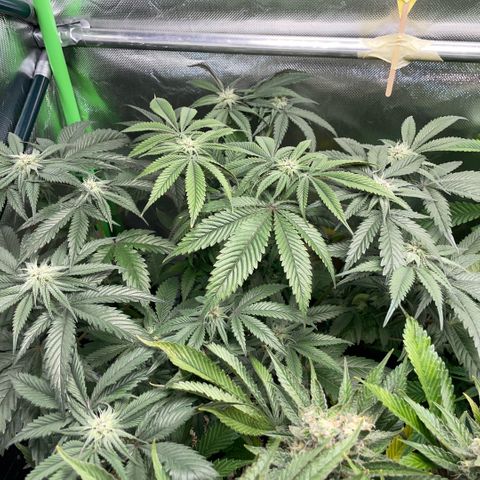 Dante’s Inferno - Mile High Dave by KilliczGe growlog timeline photo