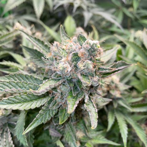 Purple Zkittlez #2 by KilliczGe growlog timeline photo