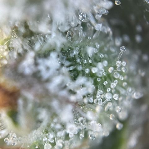 Purple Zkittlez #2 by KilliczGe growlog timeline photo