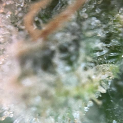 Purple Zkittlez #2 by KilliczGe growlog timeline photo