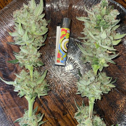 Purple Zkittlez #2 by KilliczGe growlog timeline photo