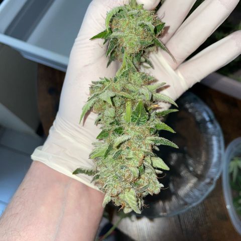 Purple Zkittlez #2 by KilliczGe growlog timeline photo